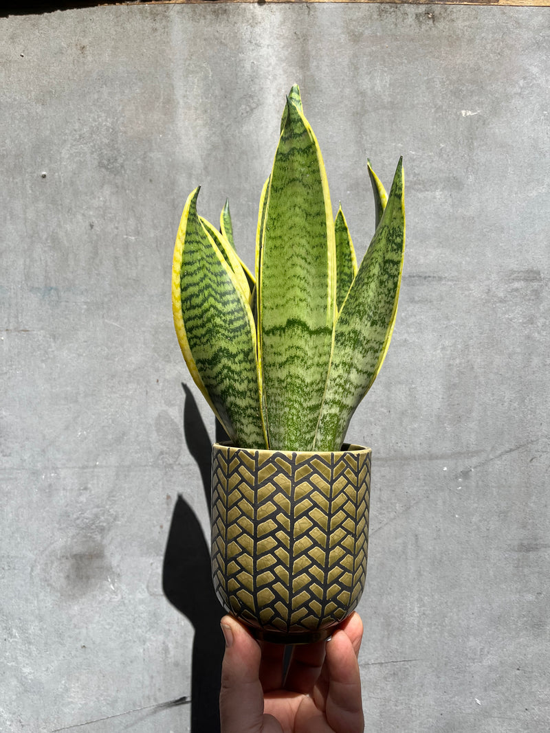 Snake Plant-1