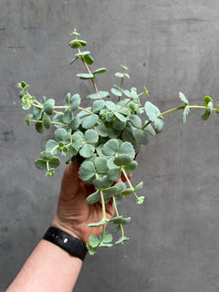 Sedum Plant (aka October plant)-4