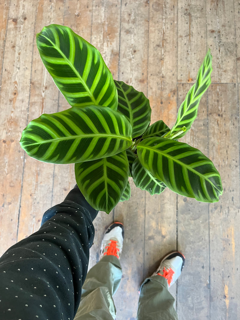 Calathea Zebrina-4