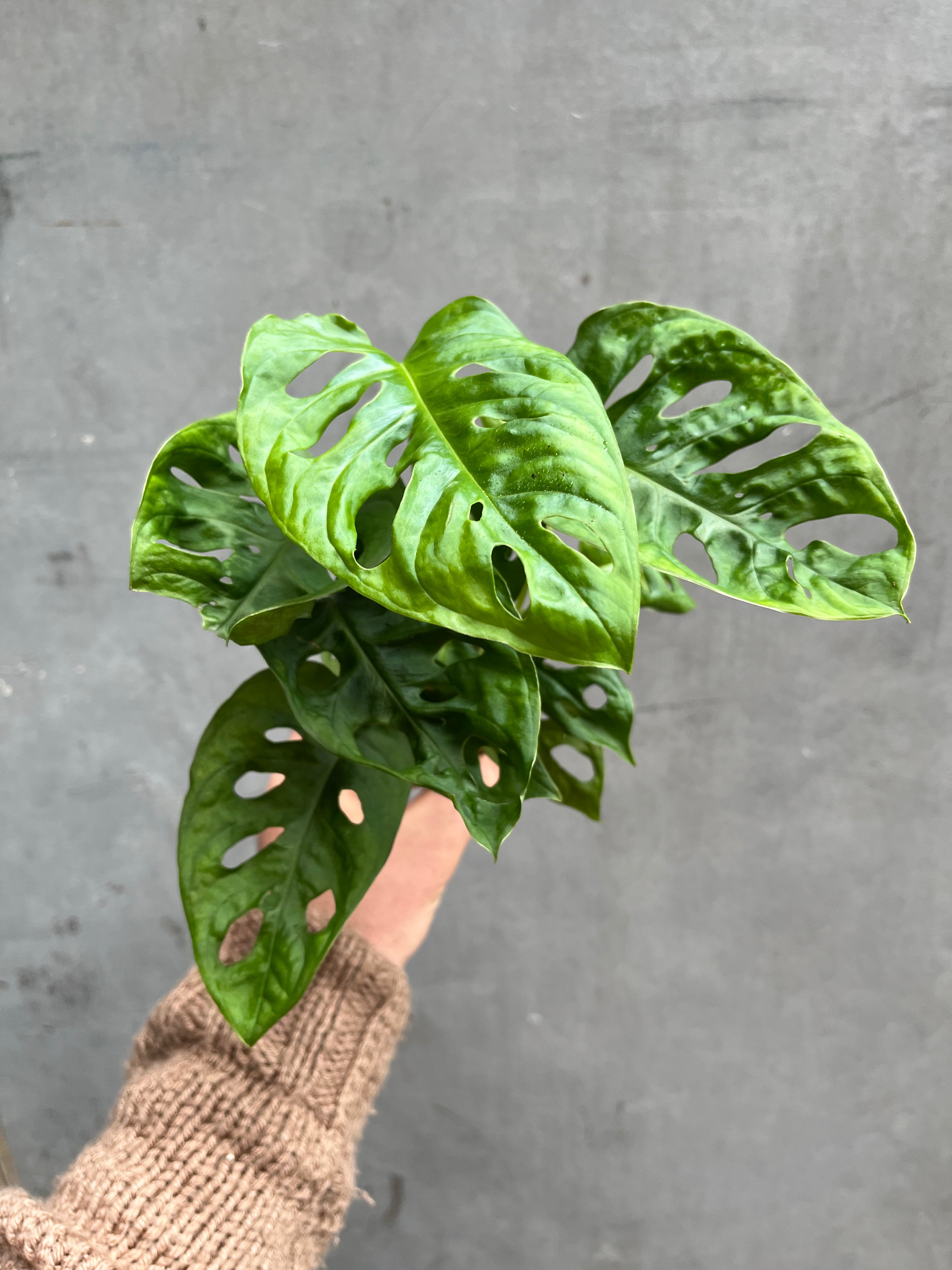 Monkey Leaf Monstera-4