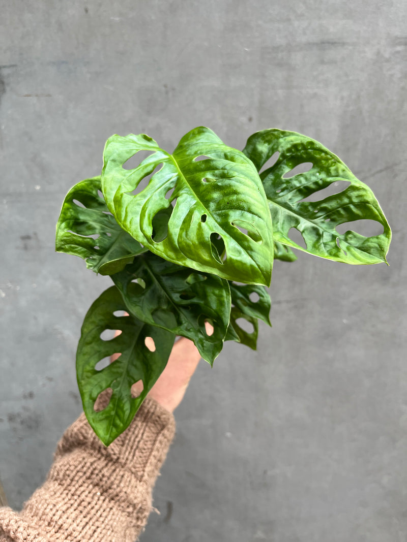 Monkey Leaf Monstera-4