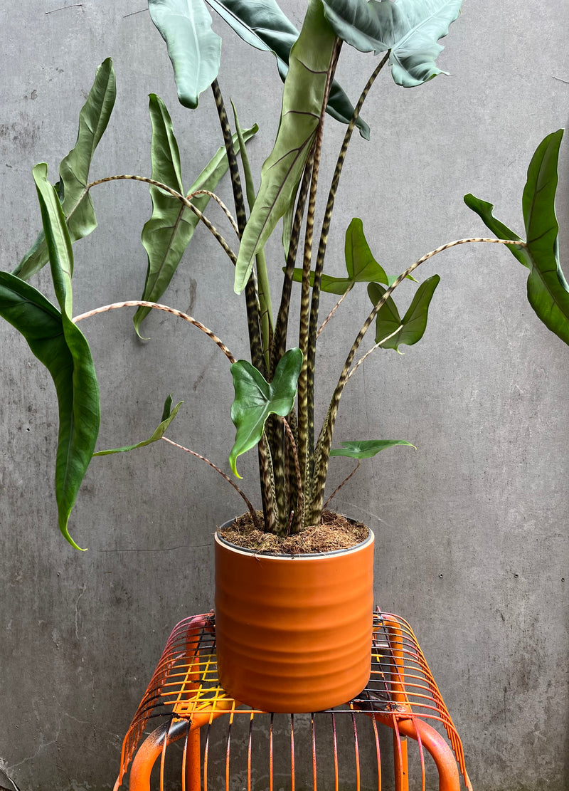 Alocasia Zebrina-6