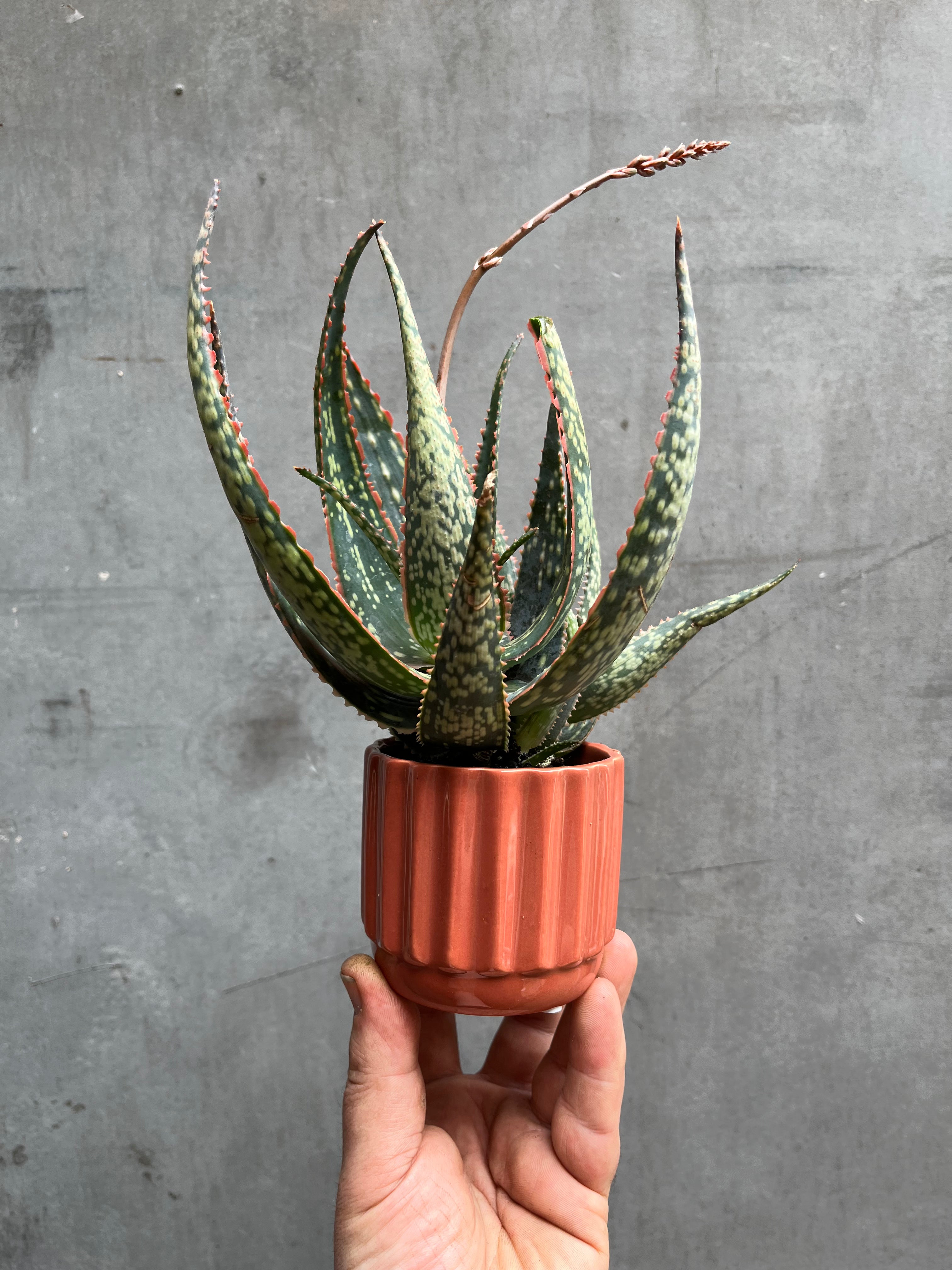 Succulent (Medium)-3