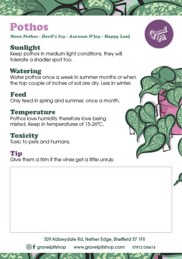 Golden Pothos-3
