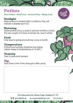 Golden Pothos-3
