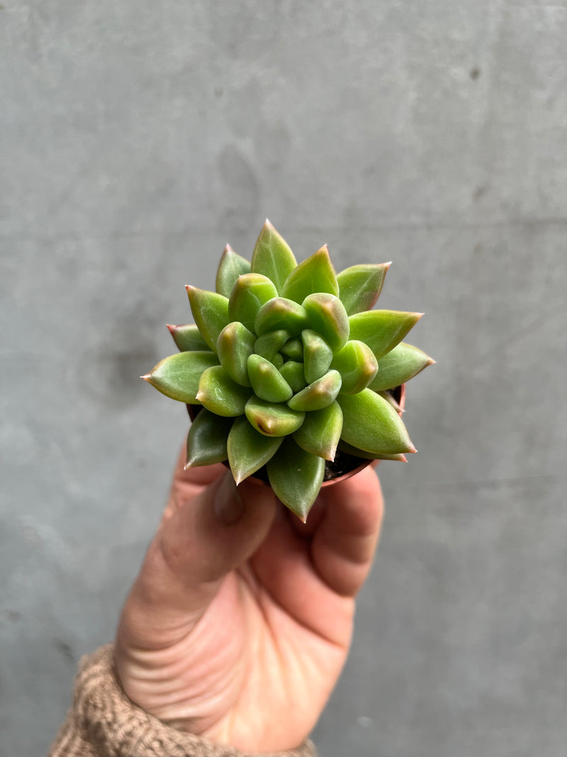Succulent (Small)-1