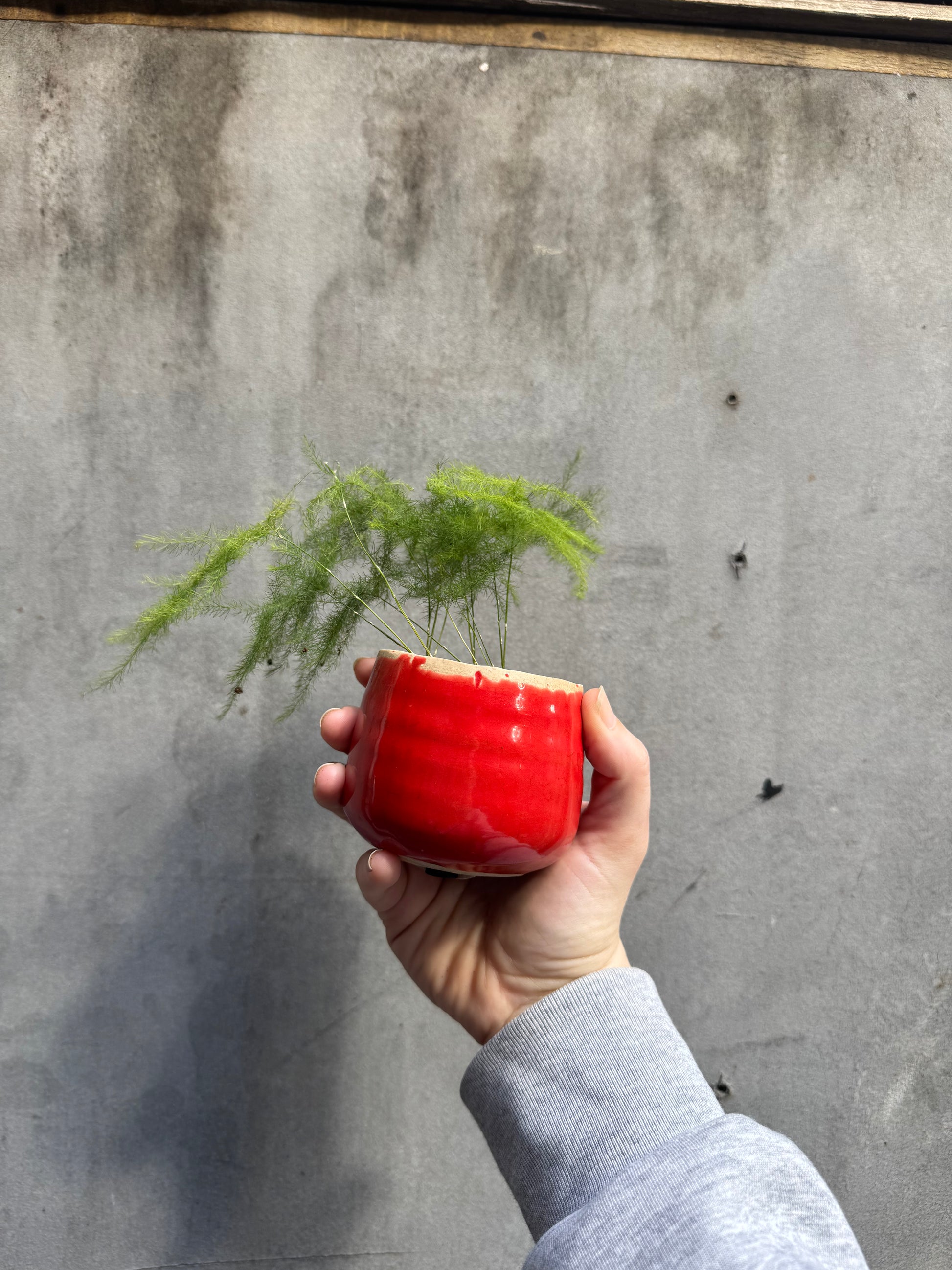 Small Red Planter-1