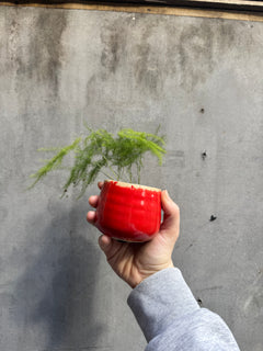 Small Red Planter-1