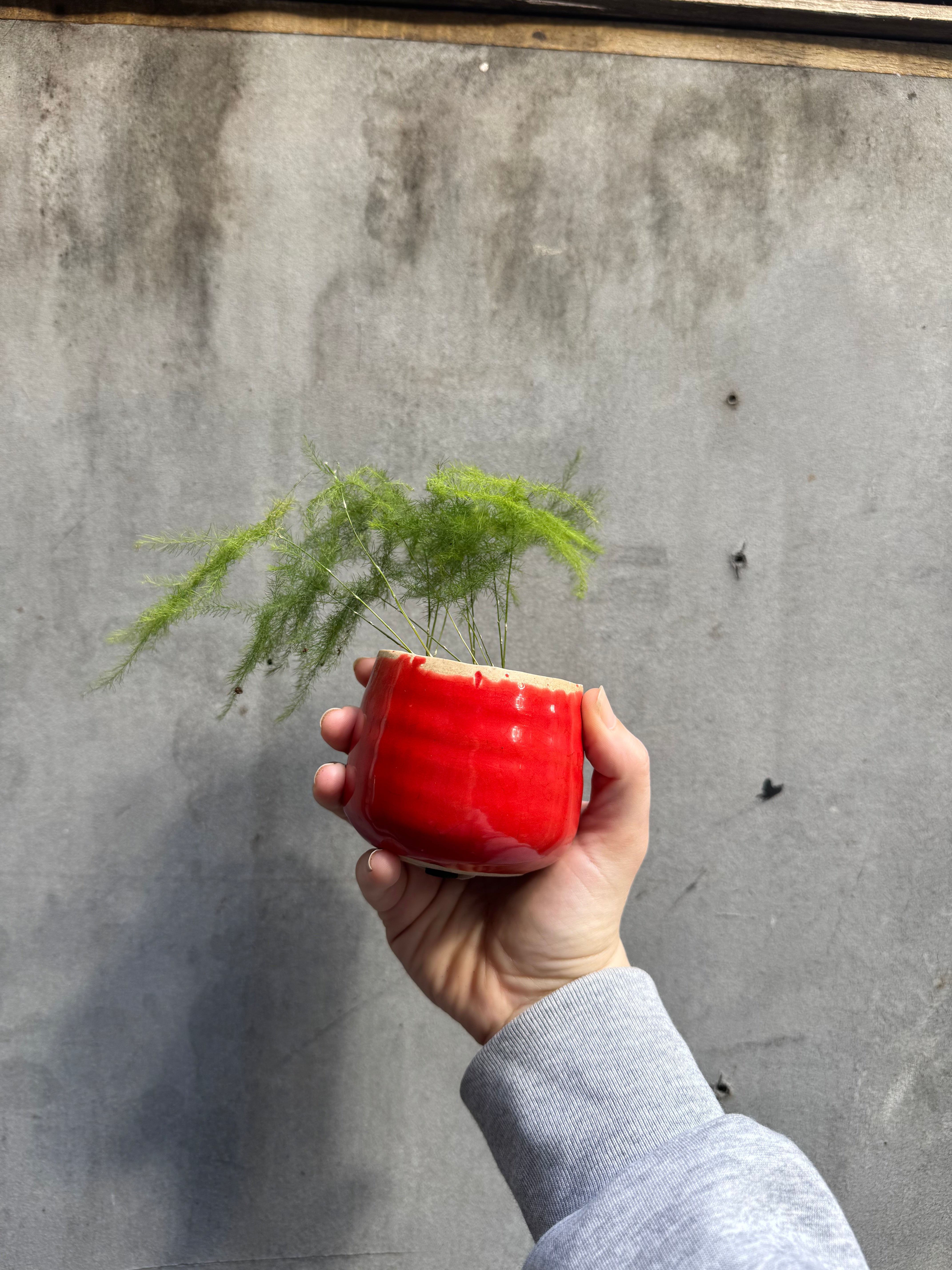 Small Red Planter