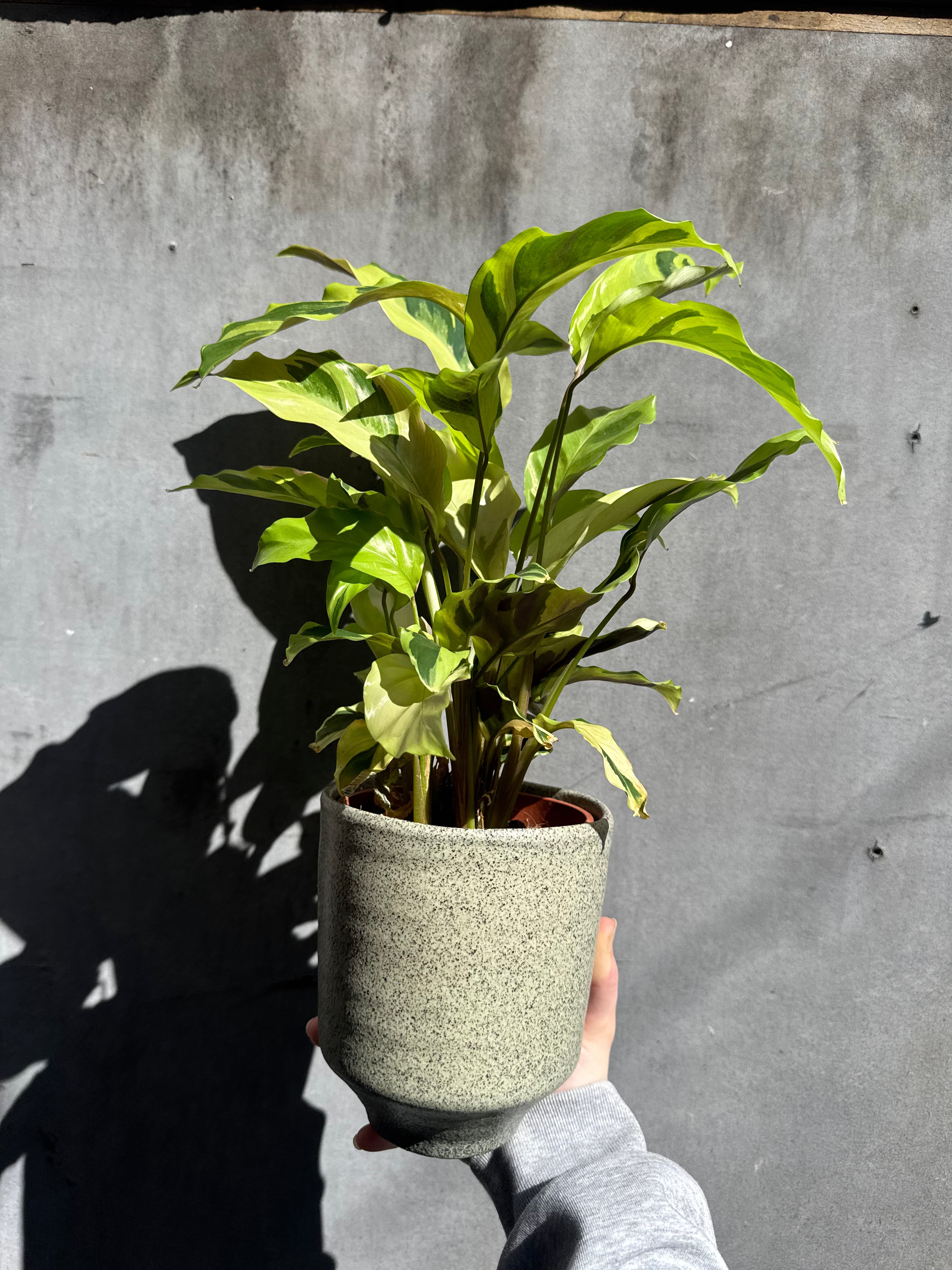 Speckled Orchid Planter-4