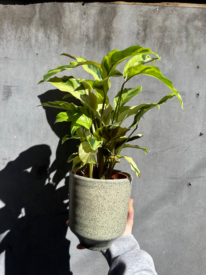 Speckled Orchid Planter-4
