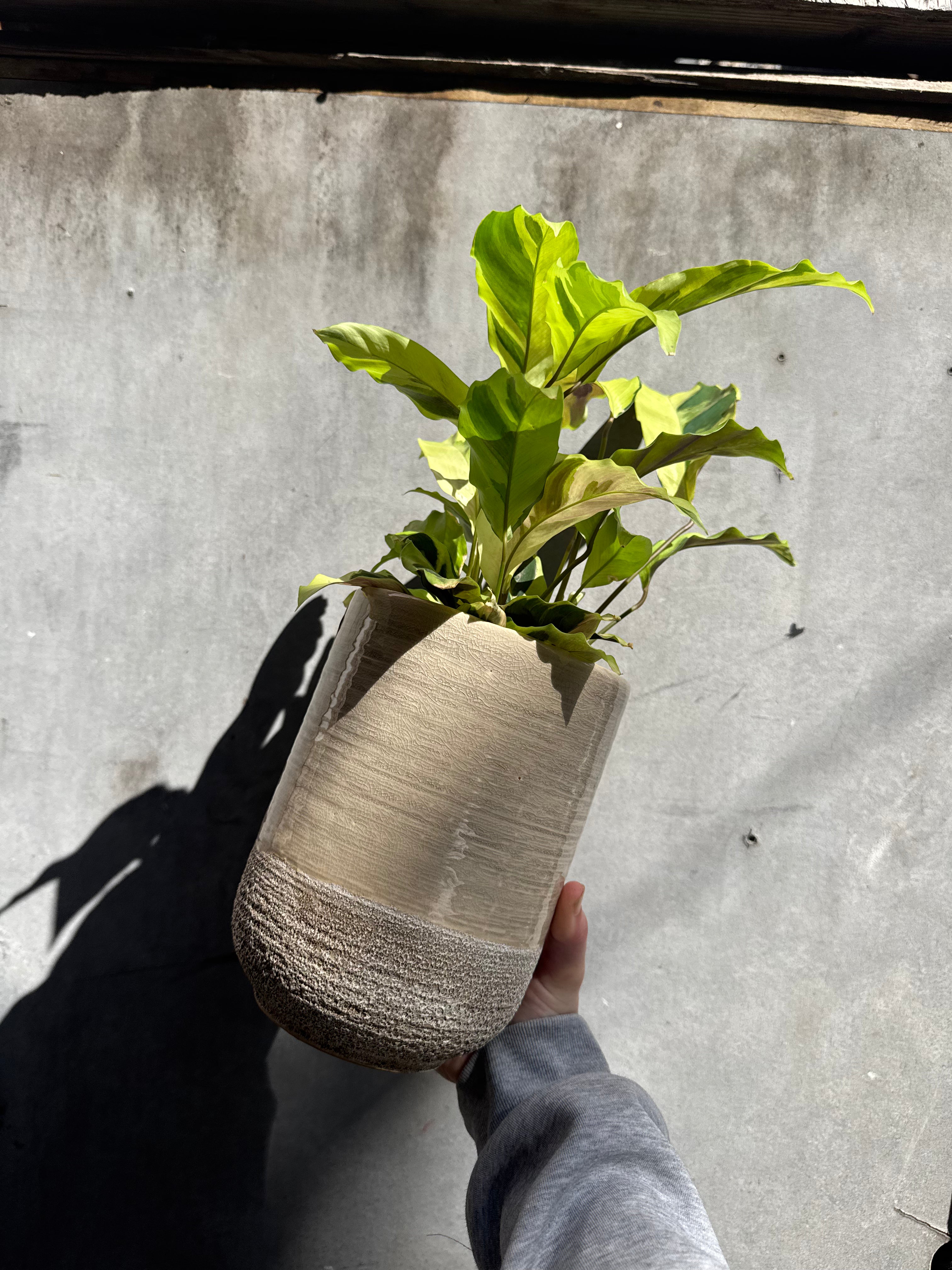 Vasto Planter