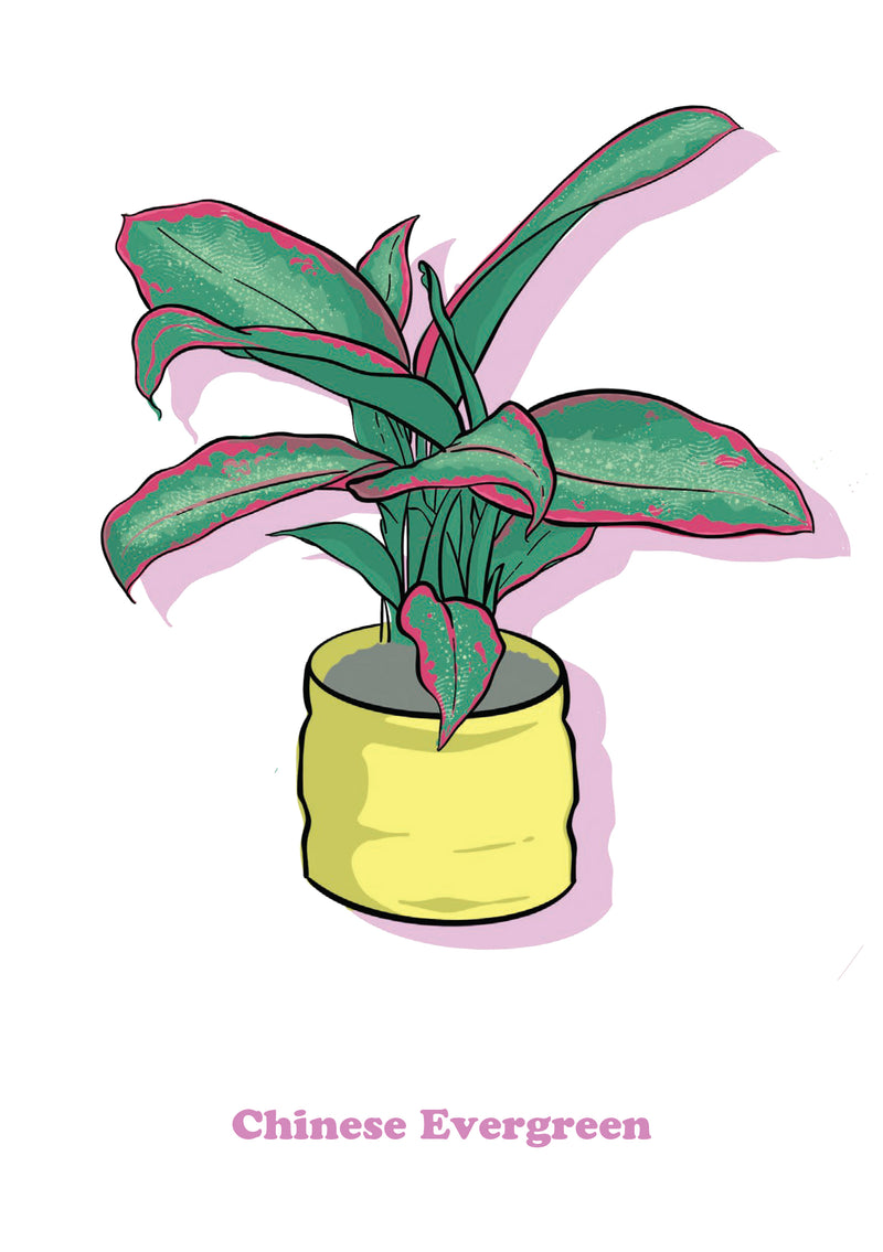 Chinese Evergreen-1