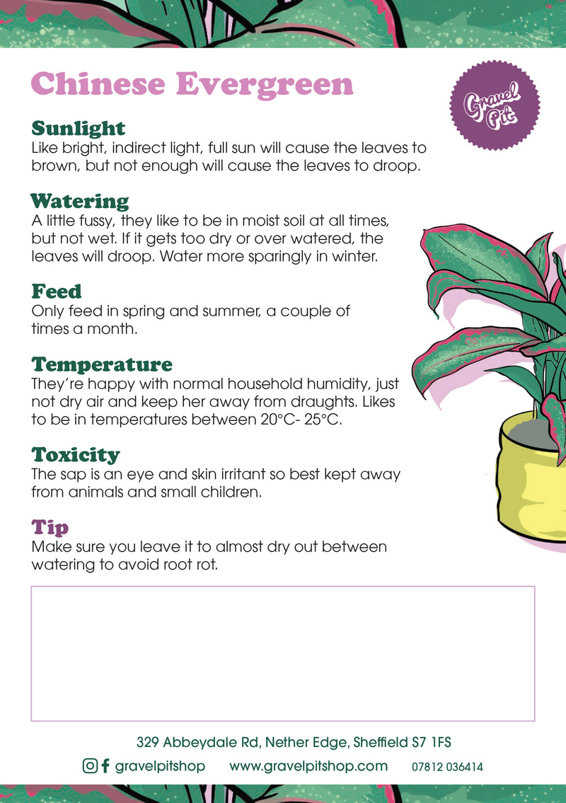 Chinese Evergreen-2