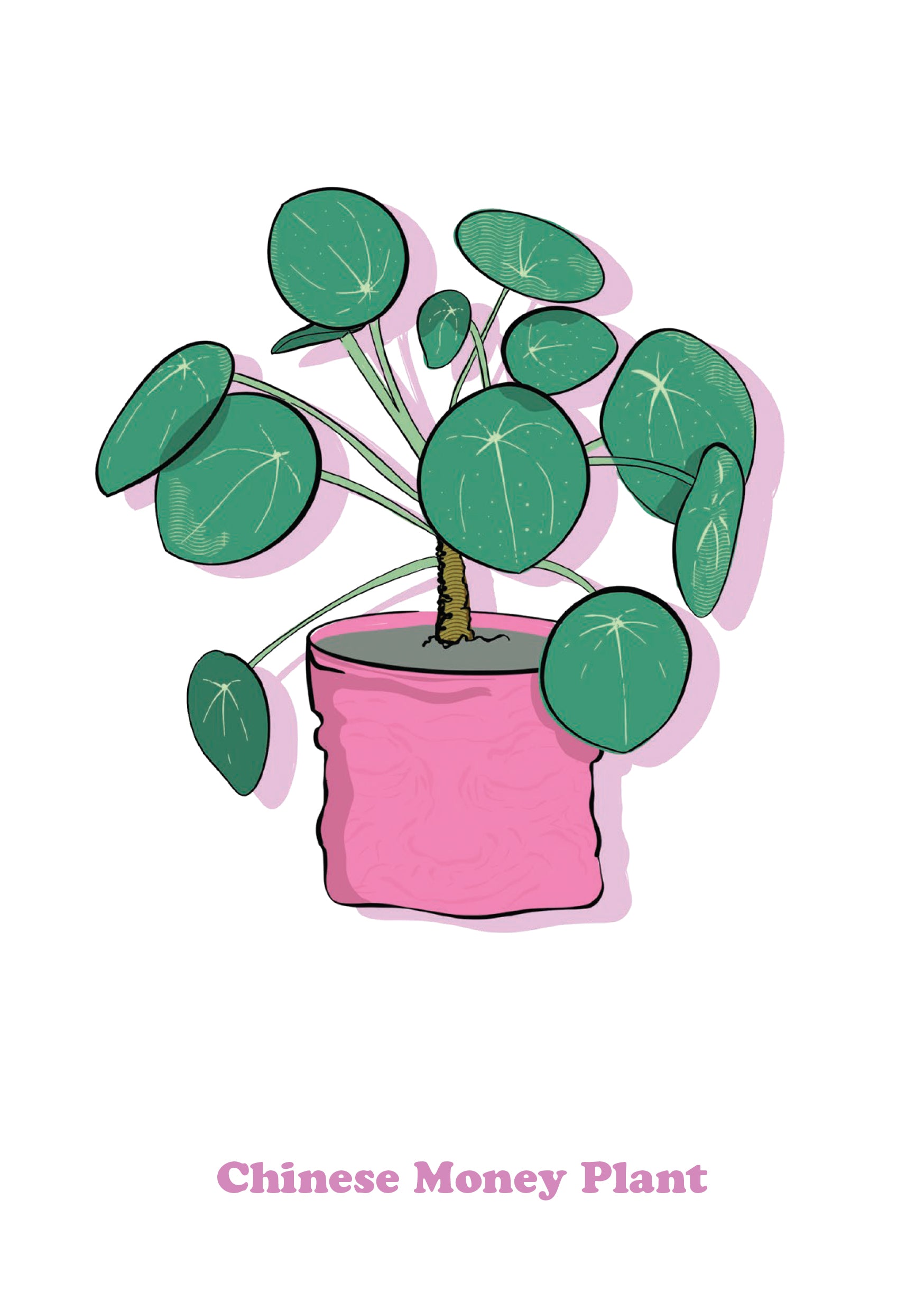 Chinese Money Plant-1
