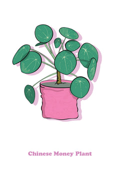 Chinese Money Plant-1
