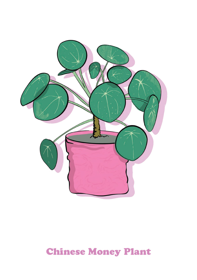 Chinese Money Plant-1
