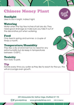 Chinese Money Plant-2