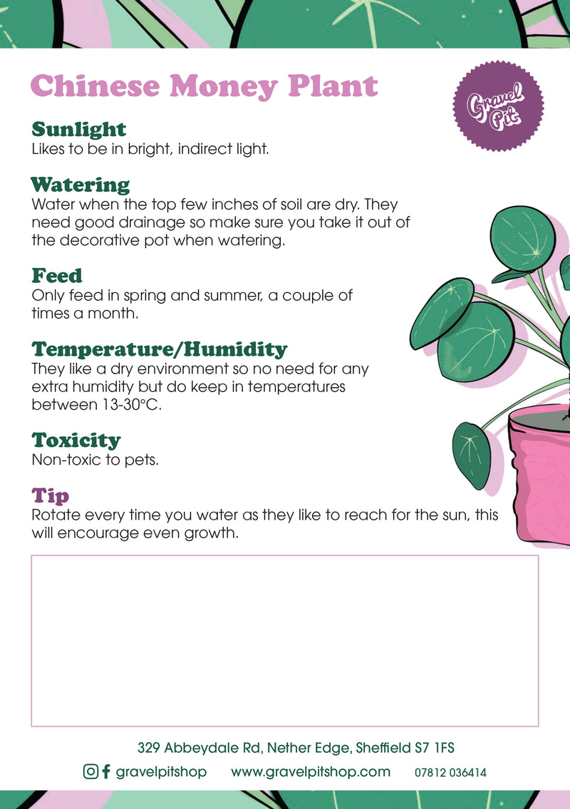 Chinese Money Plant-2