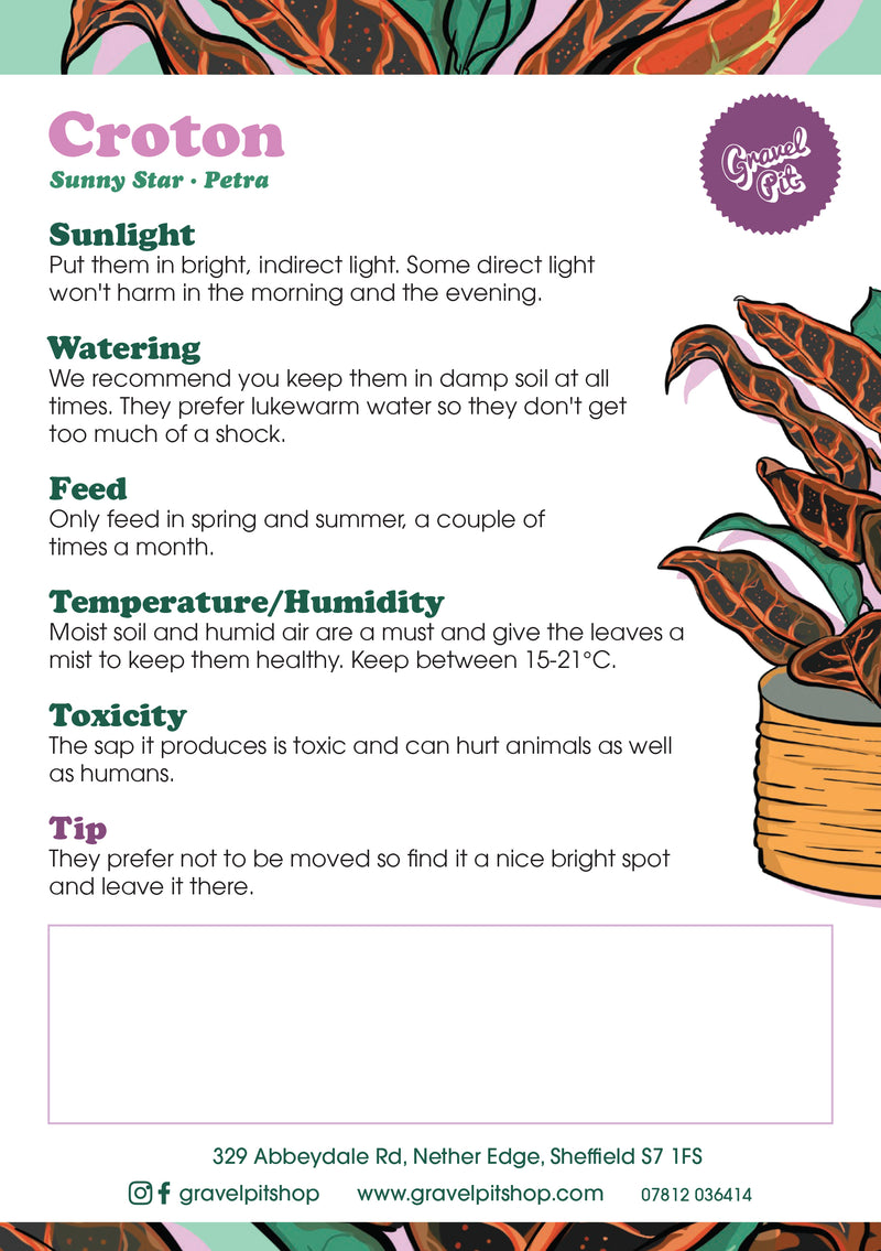 Croton-2