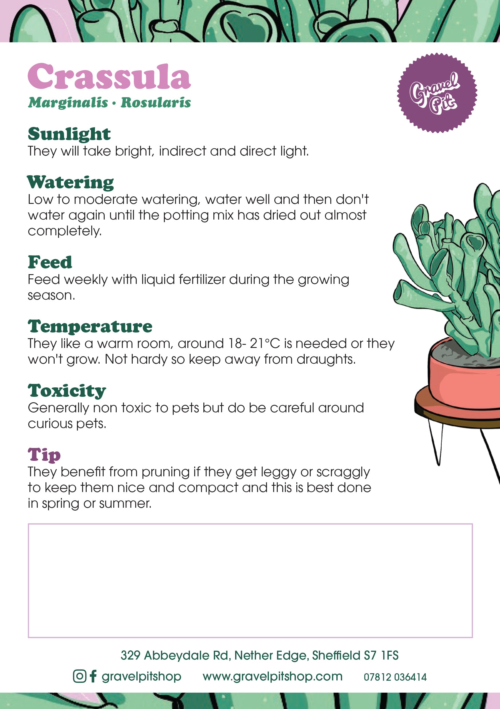 Crassula