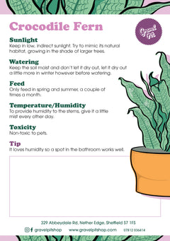 Crocodile Fern-2