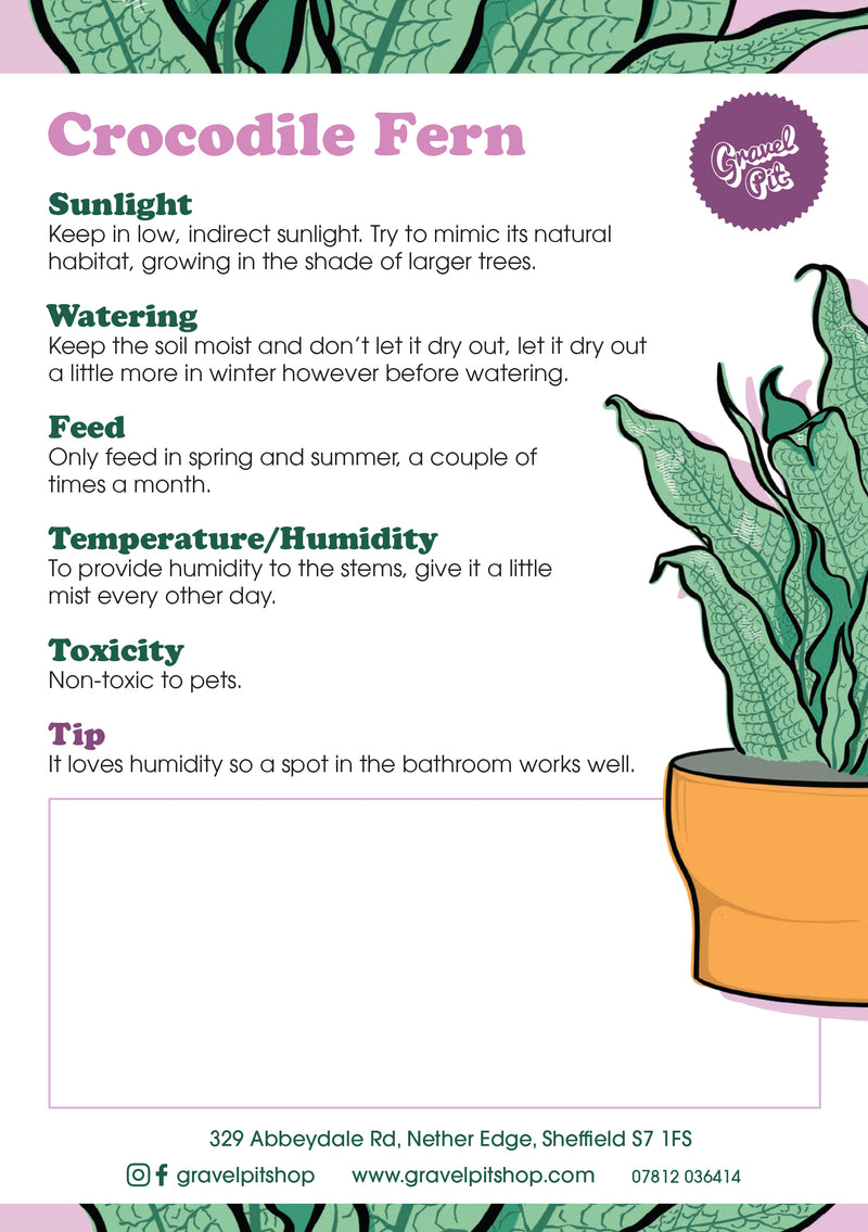 Crocodile Fern-2