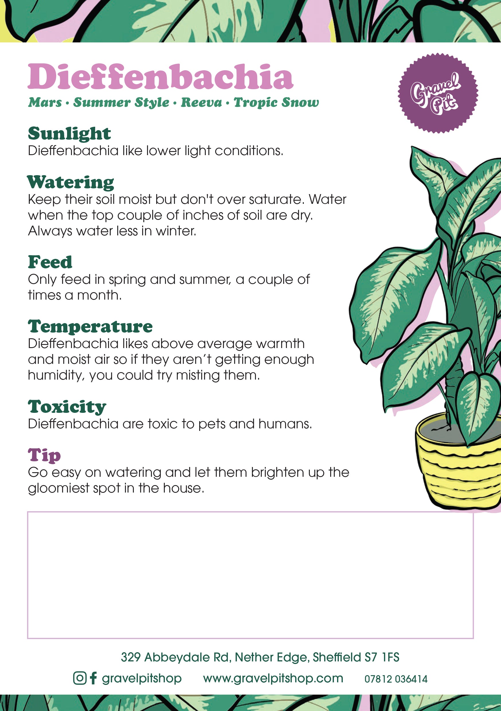 Dieffenbachia