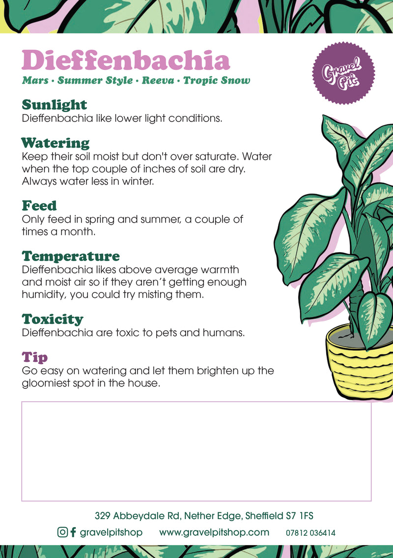 Dieffenbachia-2