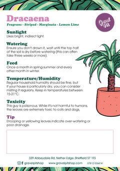 Dracaena-2