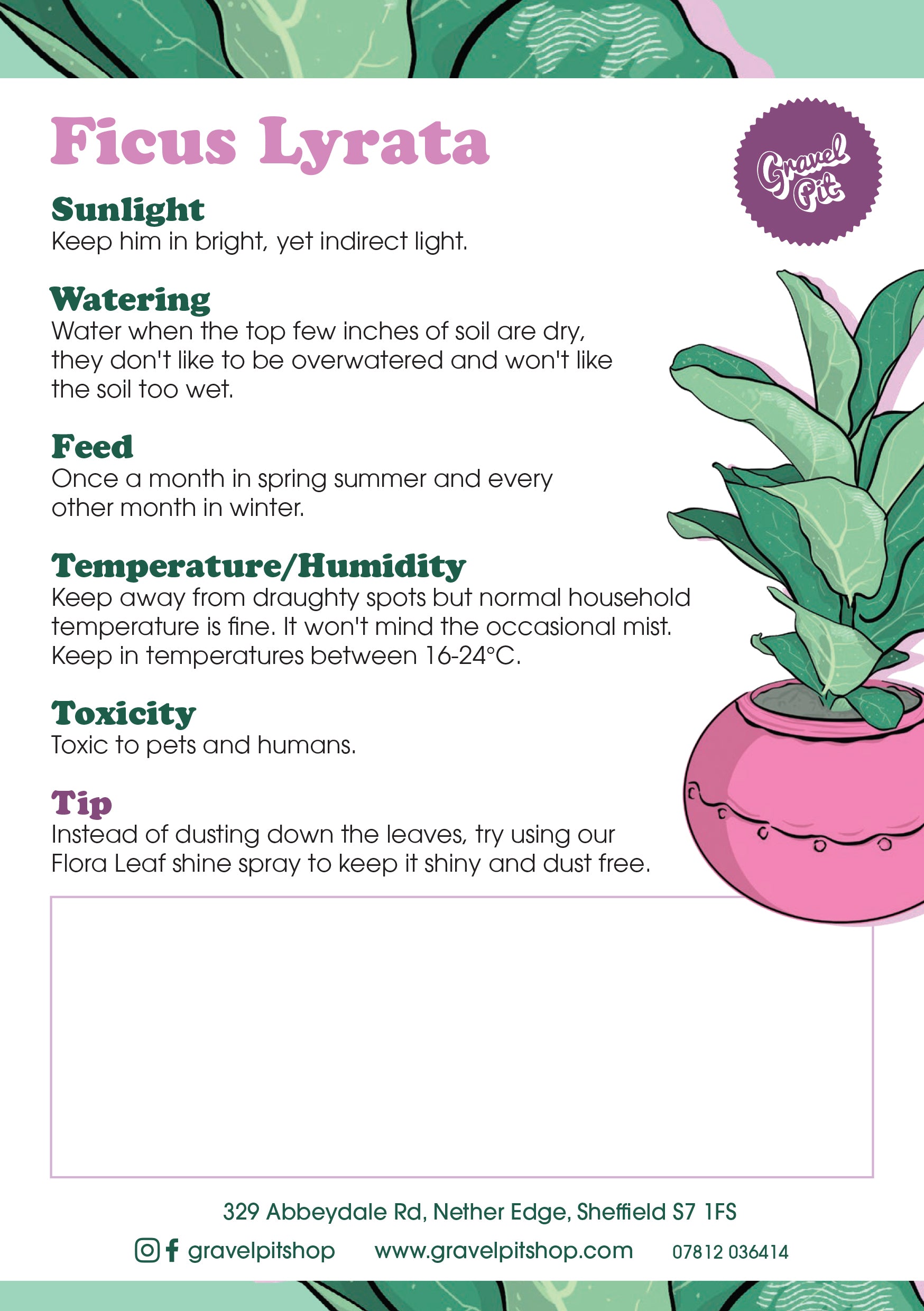 Ficus Lyrata-2