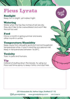 Ficus Lyrata-2