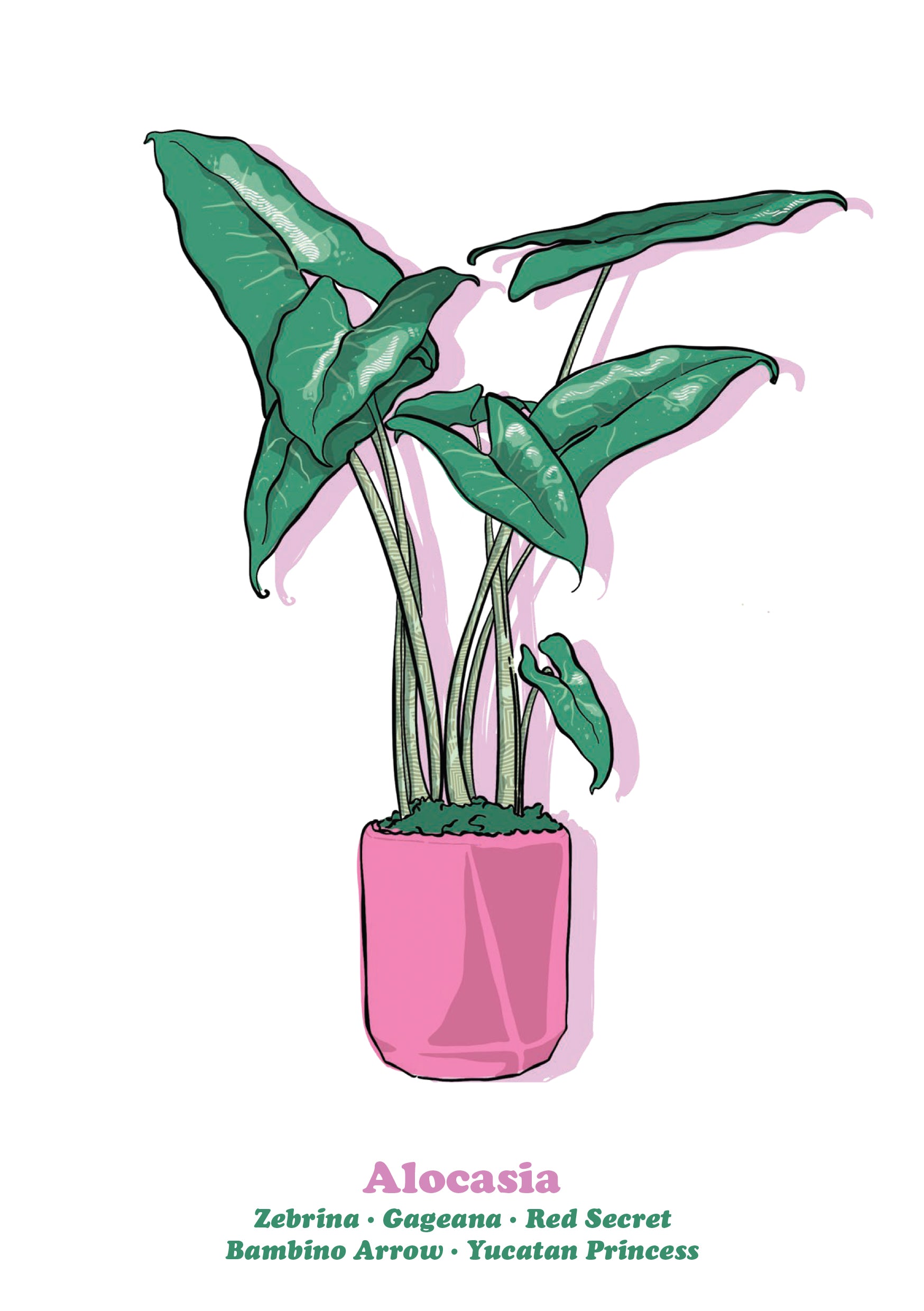 Alocasia