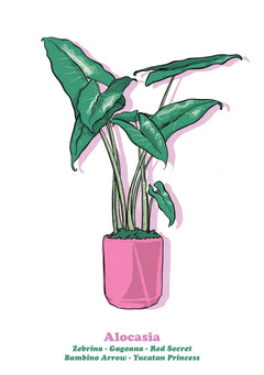 Alocasia-1