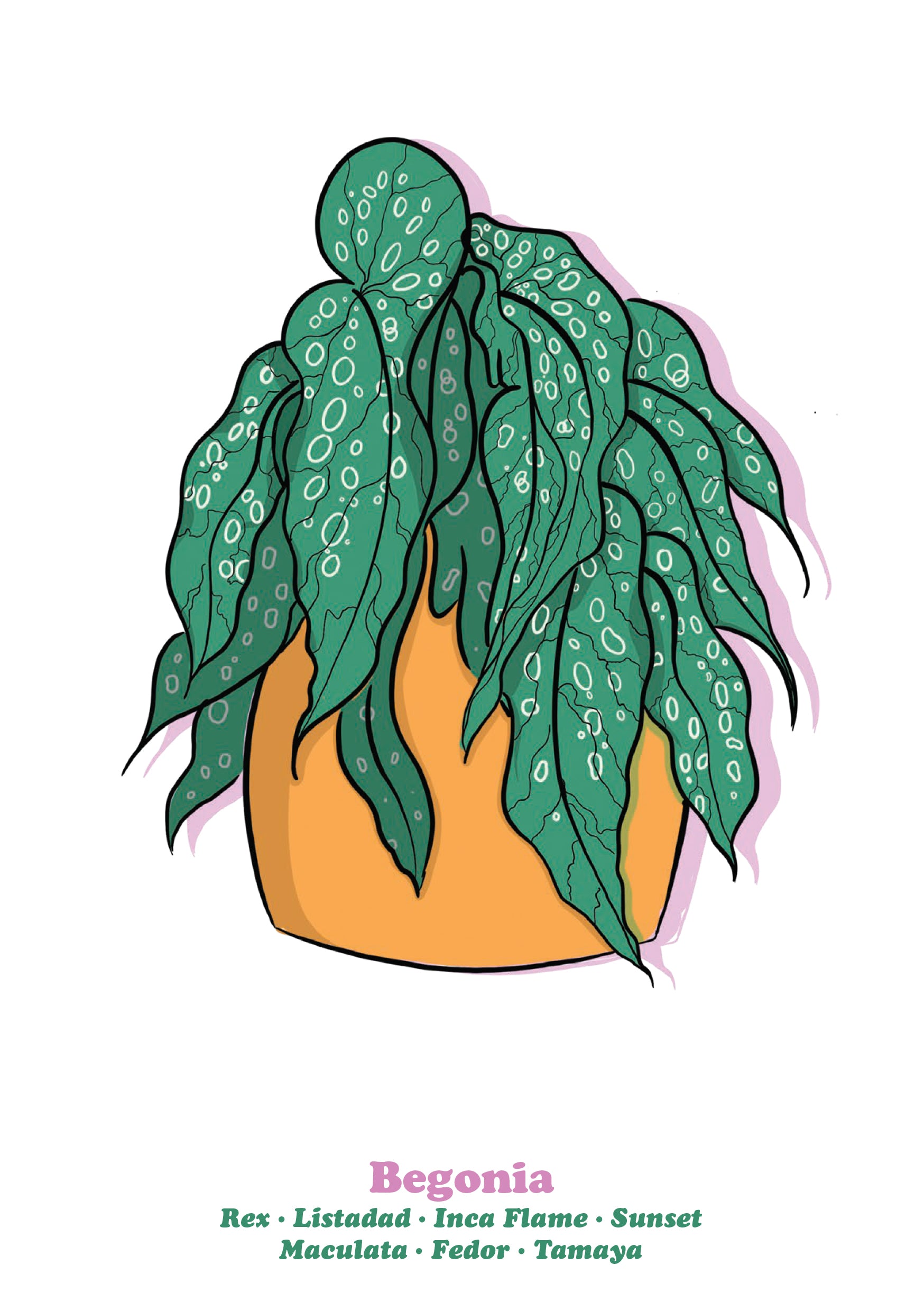 Begonia-1