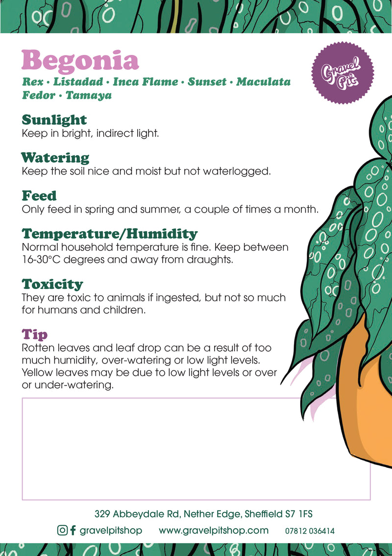 Begonia-2