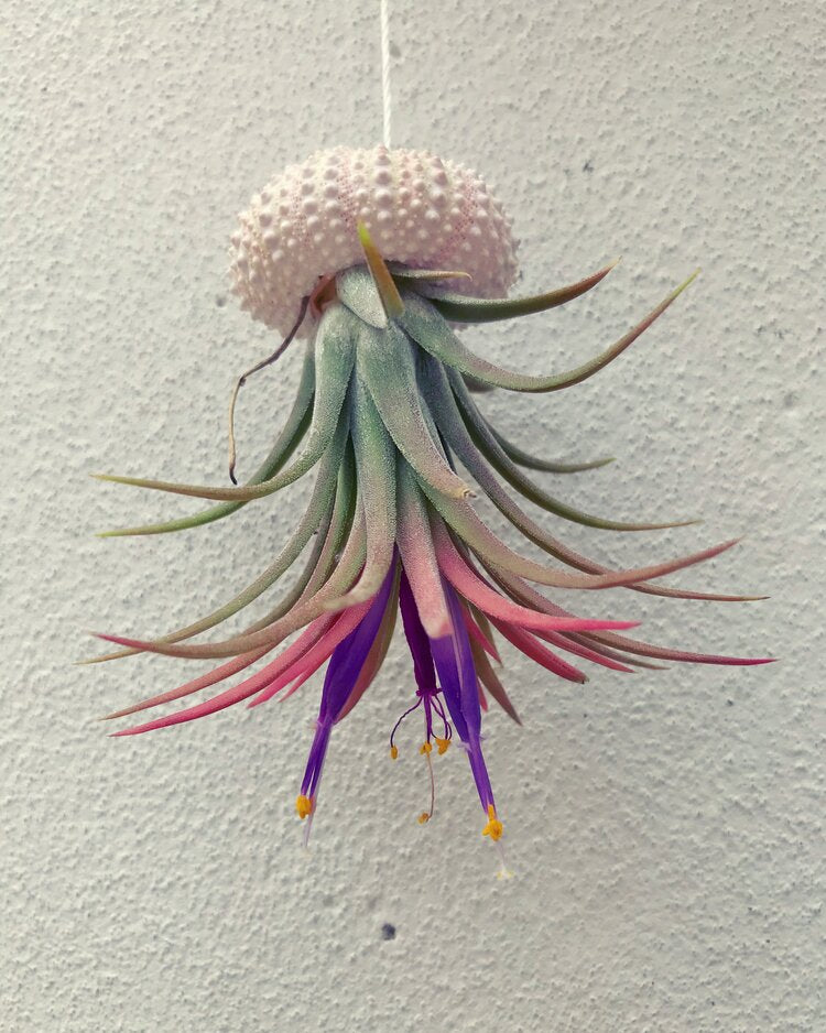 Air Plants (Tillandsia)-4