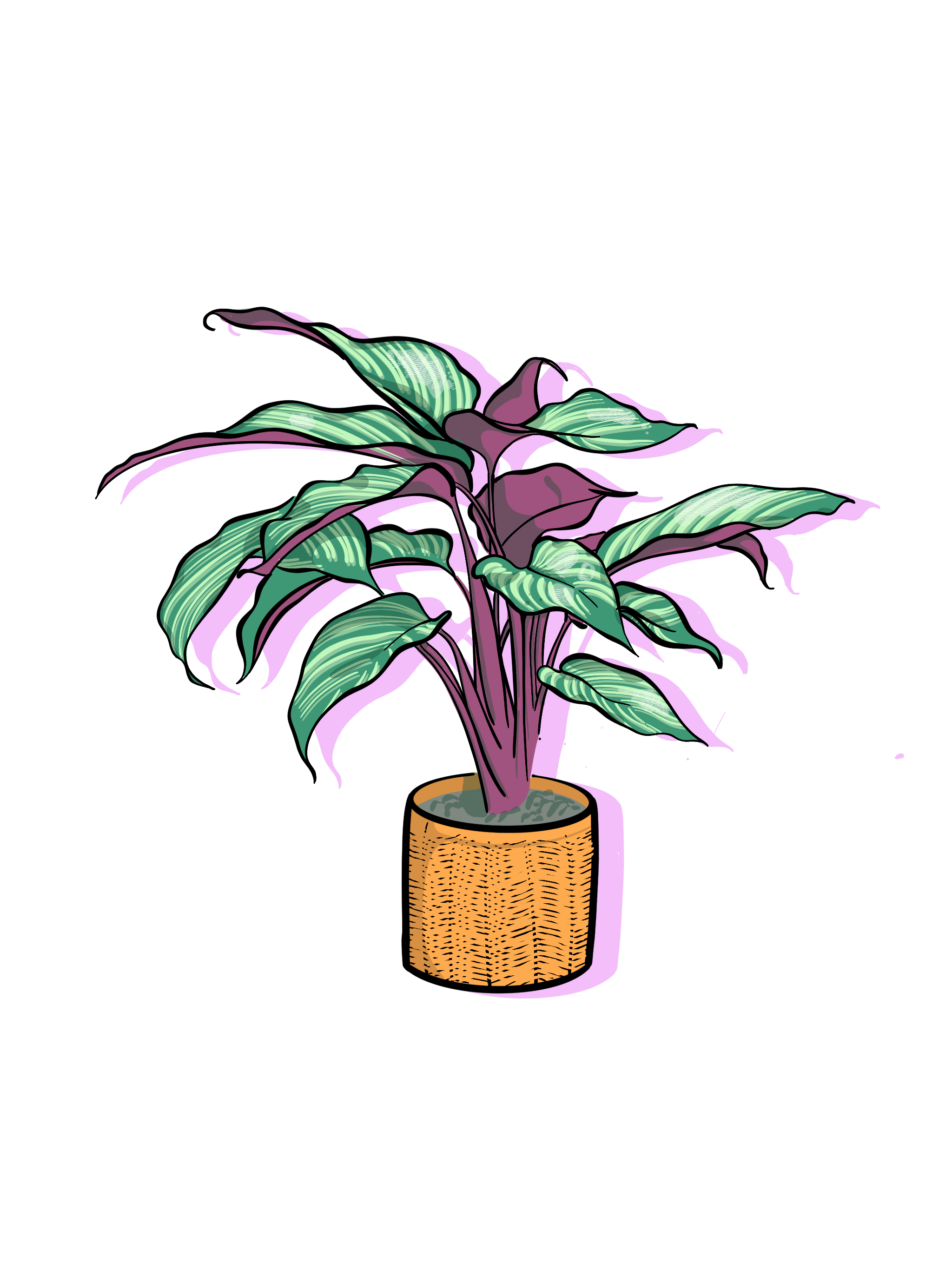 Calathea