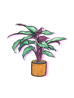 Calathea-1