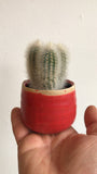 Cactus (Small)