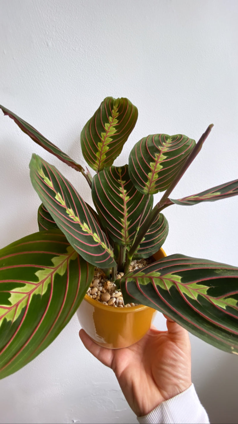 Prayer Plant-4