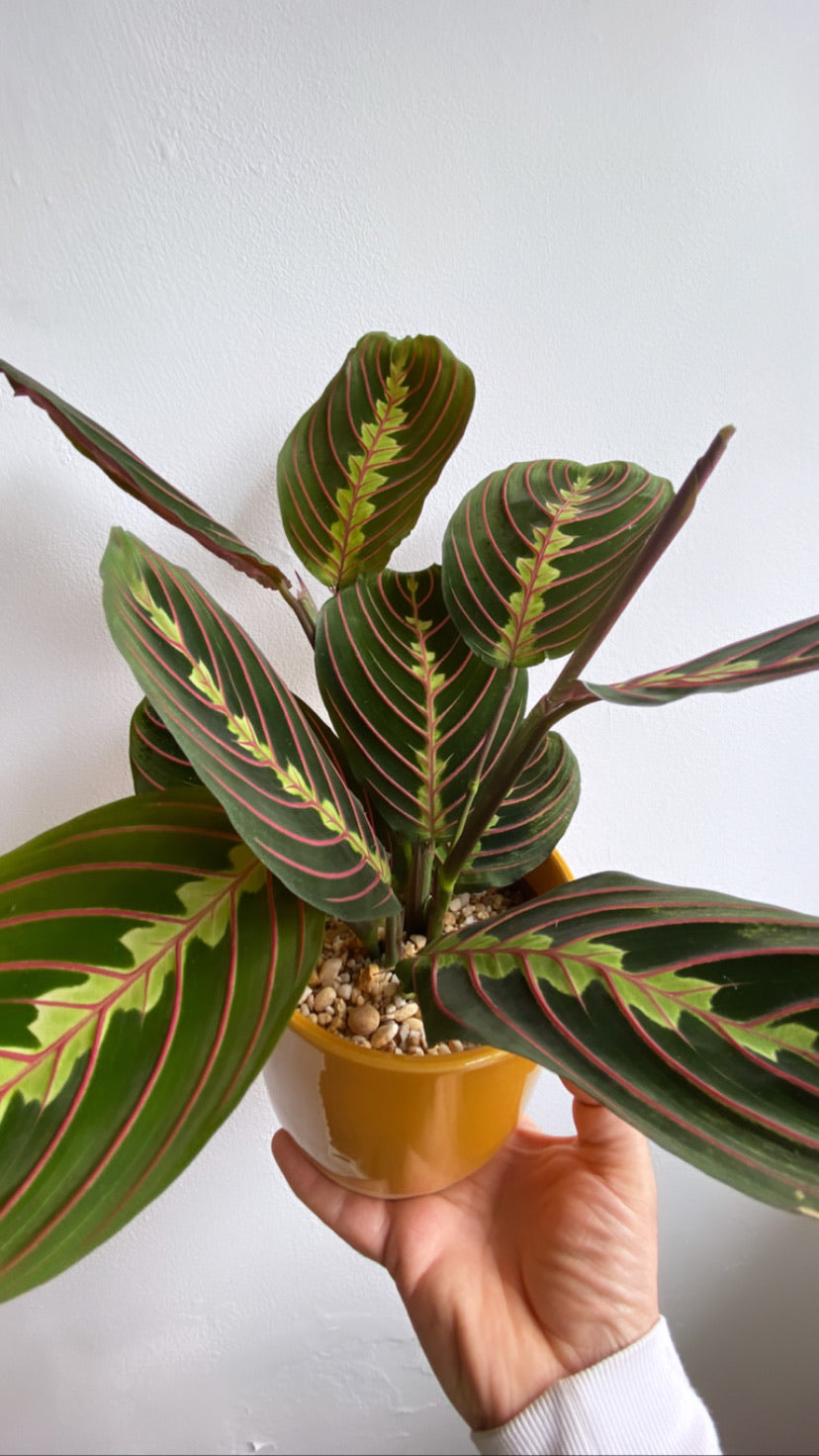Prayer Plant-4