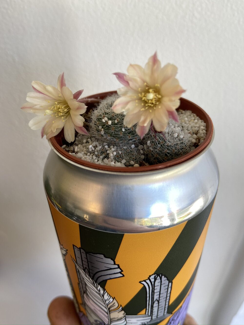 Cactus Can-4