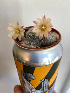 Cactus Can-4