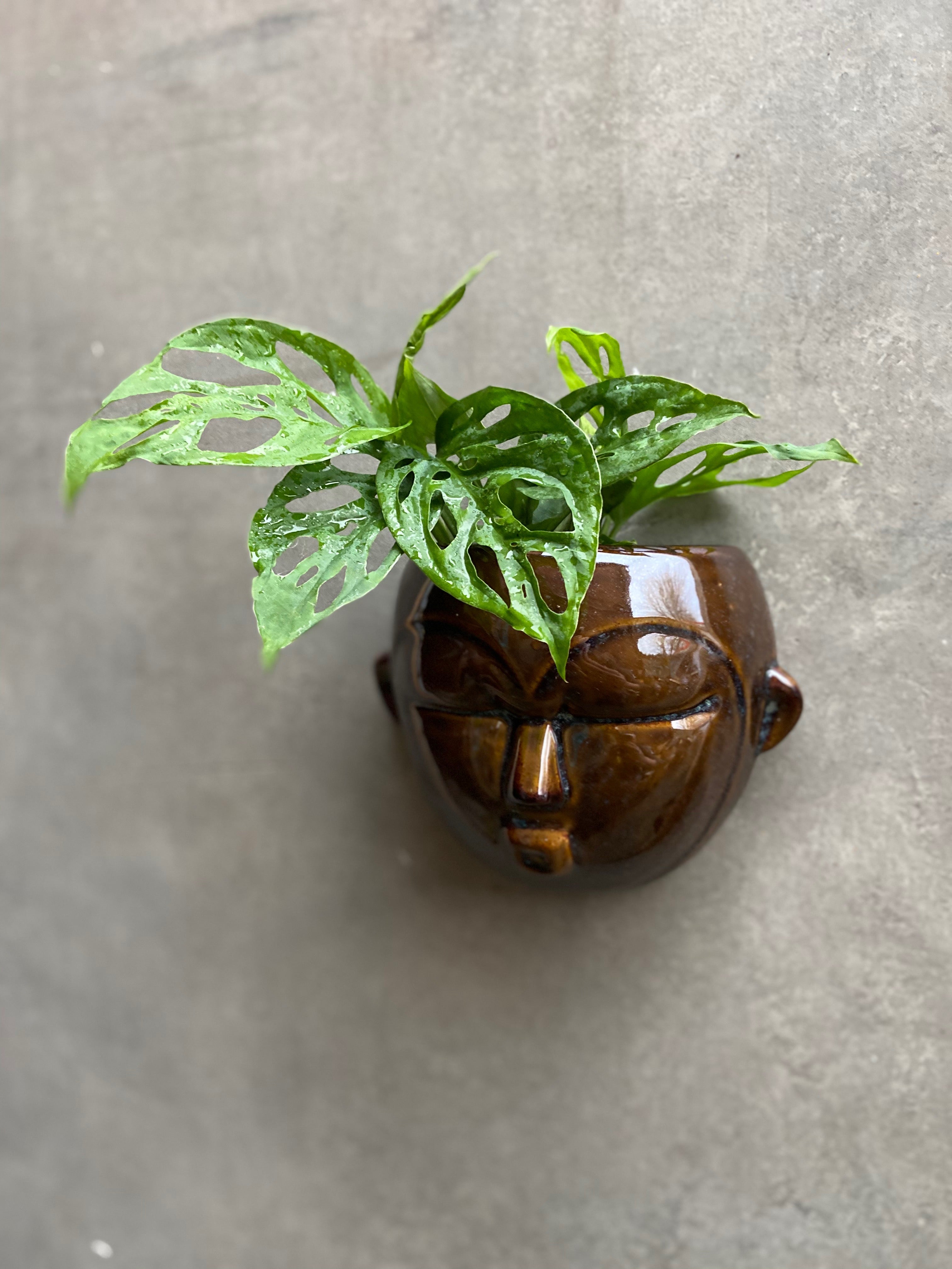 Face wall planters