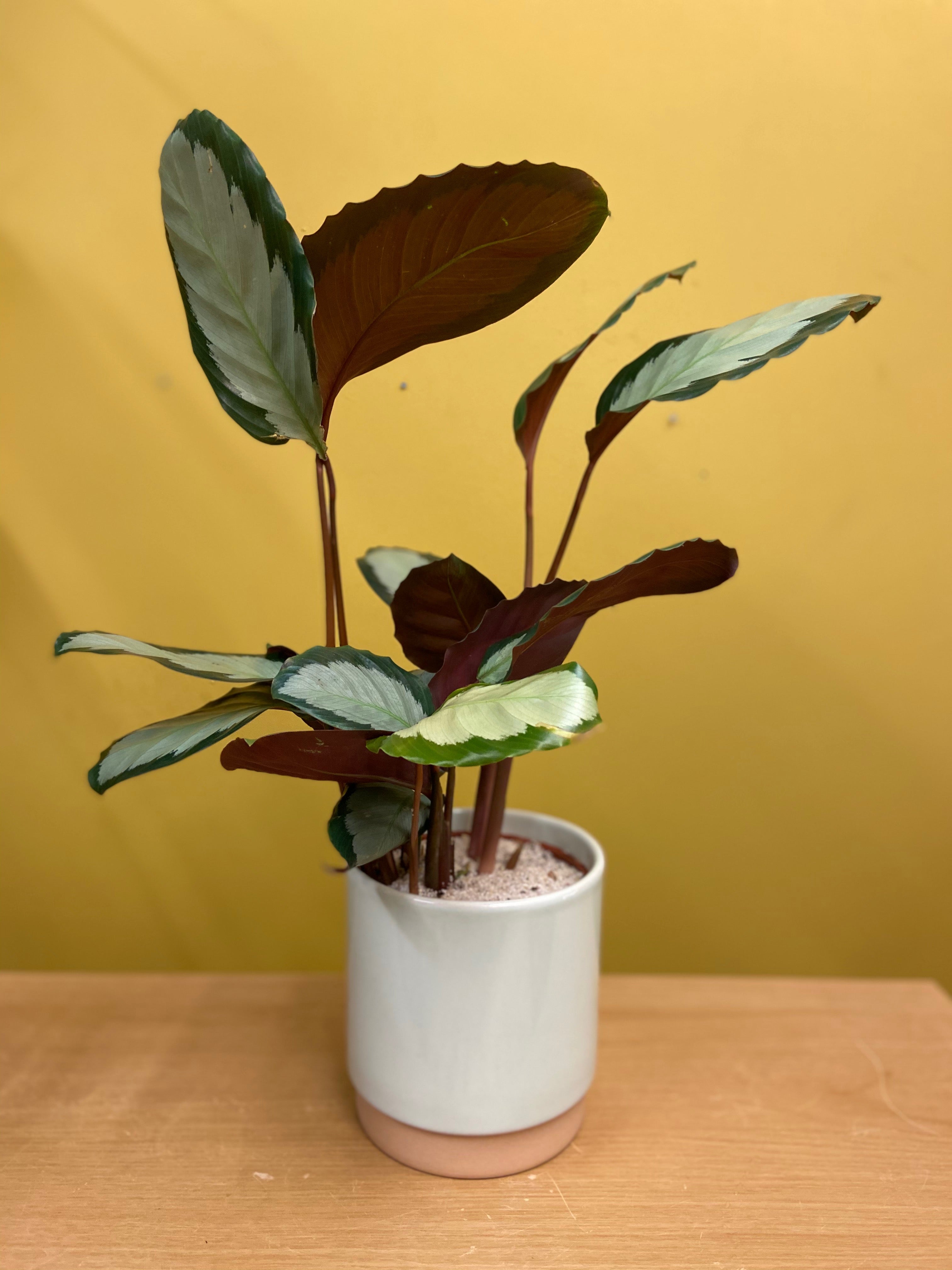 Eno Pots-18