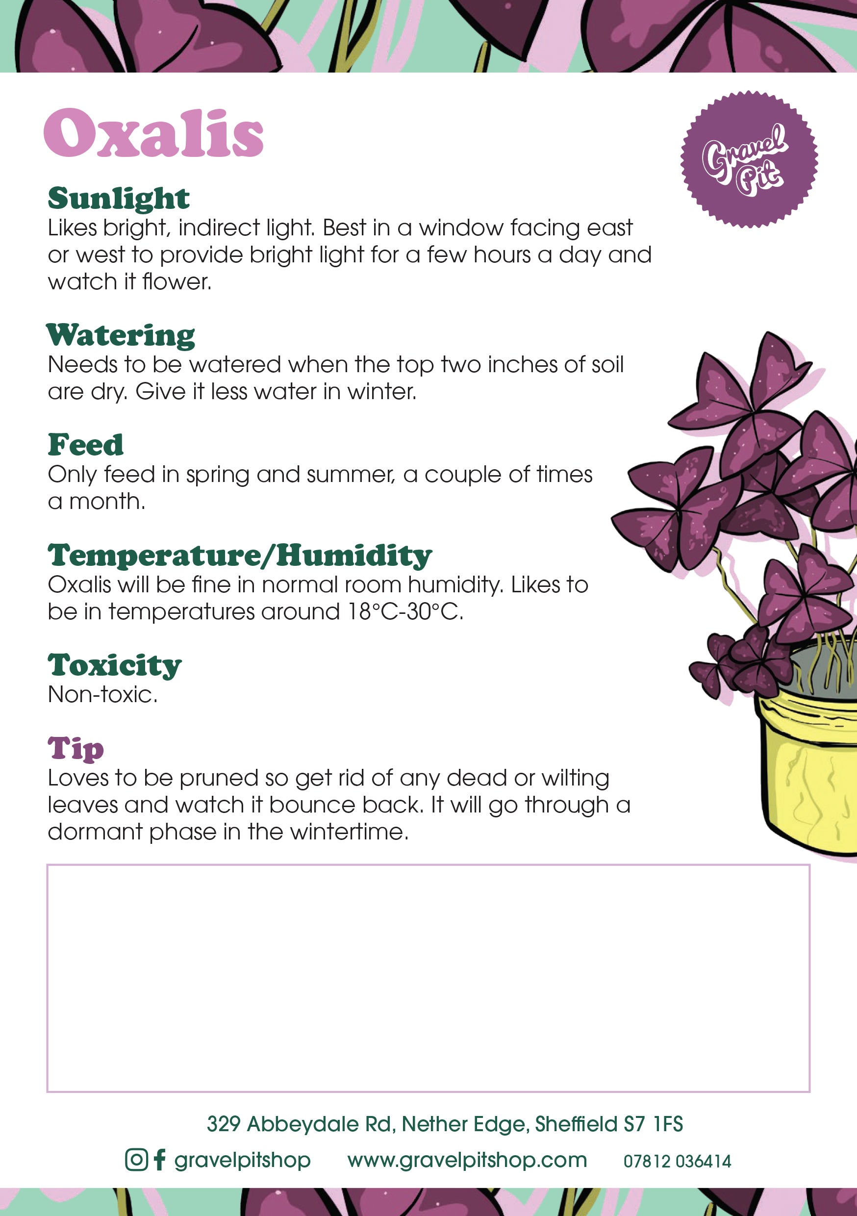Oxalis Triangularis-5
