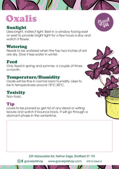 Oxalis Triangularis-5