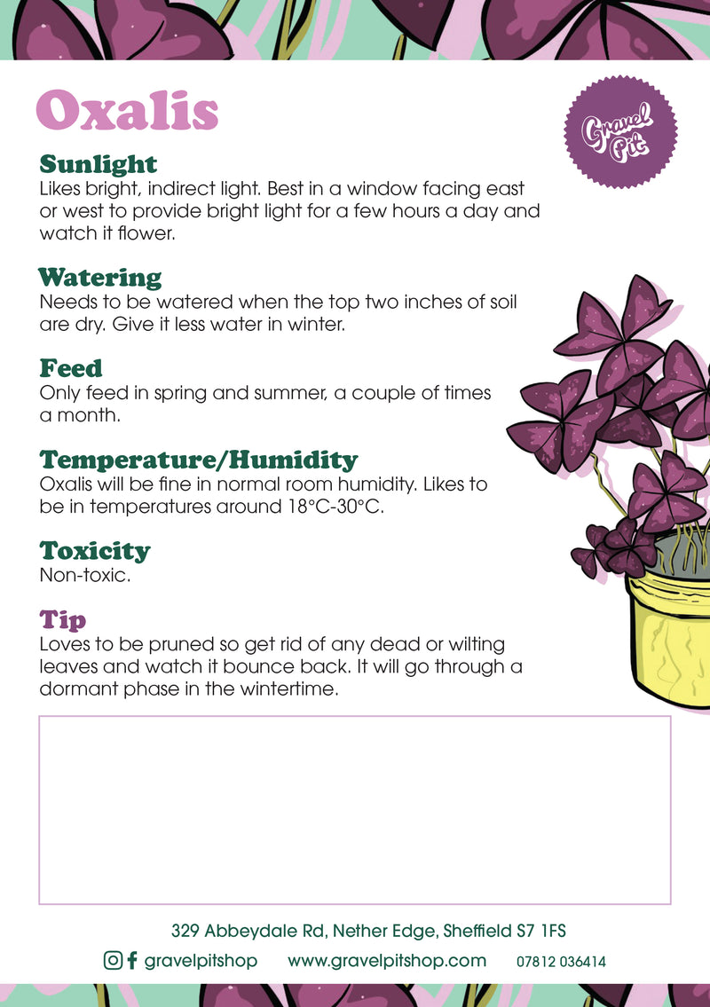 Oxalis Triangularis-5