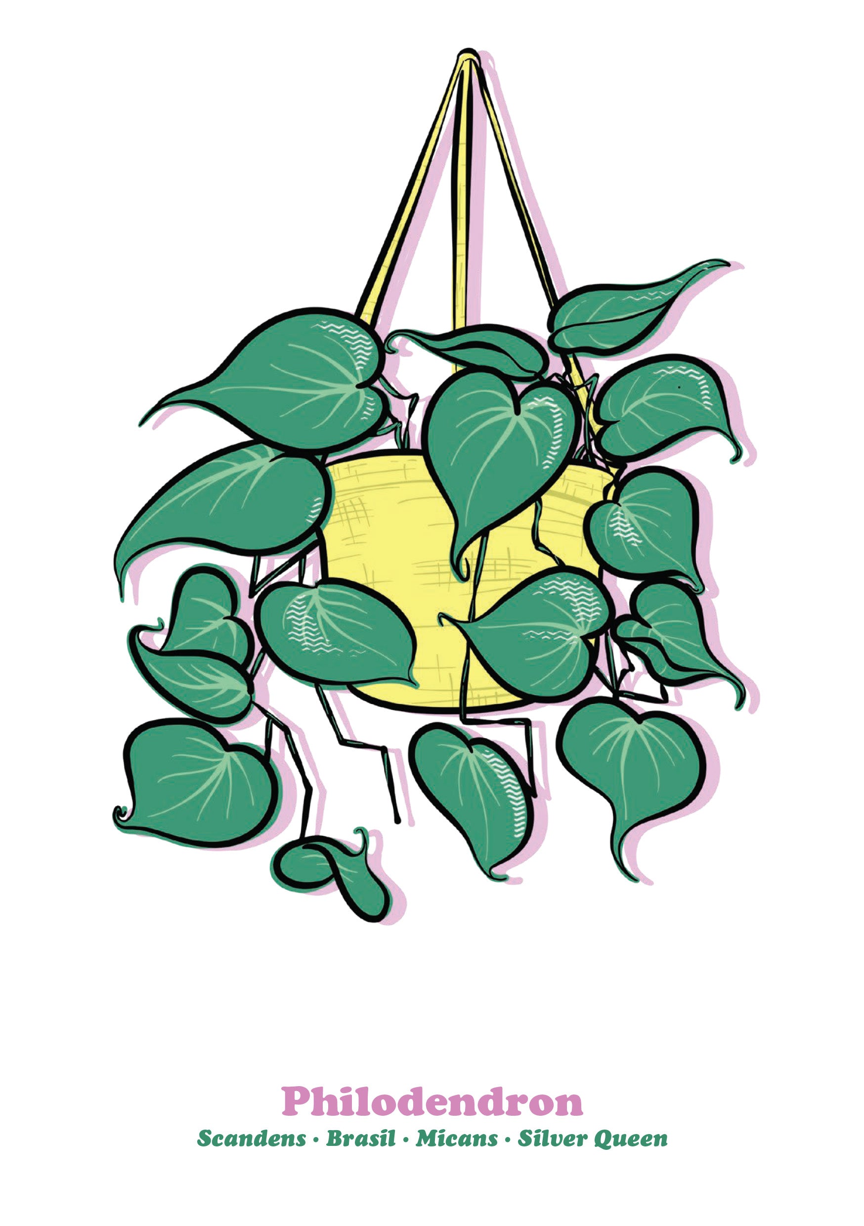Philodendron